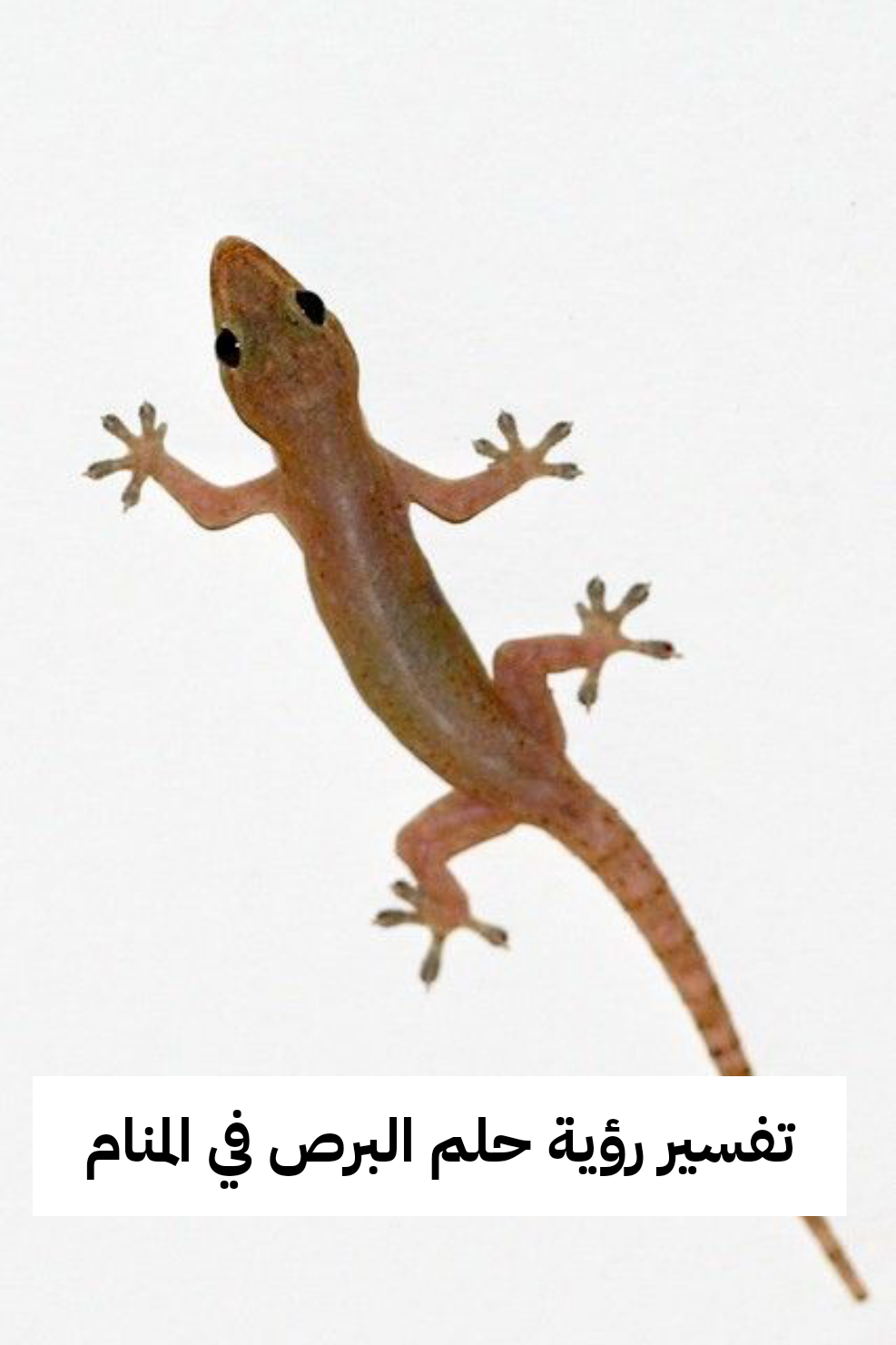 تفسير رؤية حلم البرص في المنام