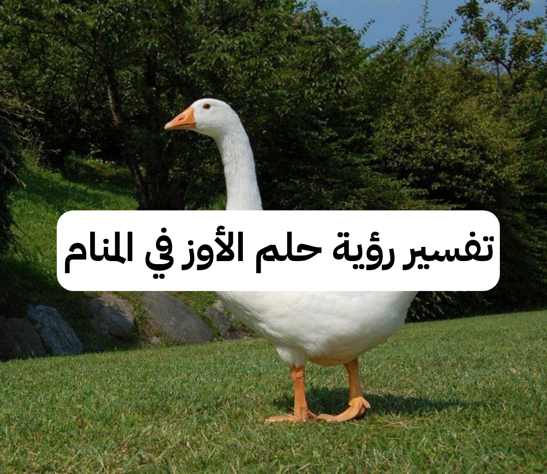 تفسير رؤية حلم الأوز في المنام