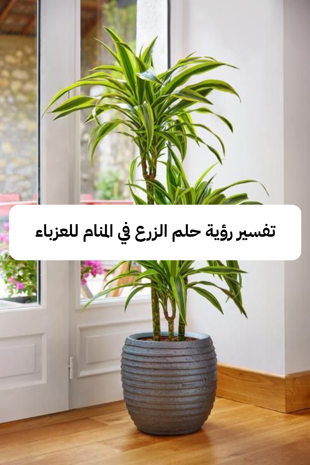 تفسير رؤية حلم الزرع في المنام للعزباء