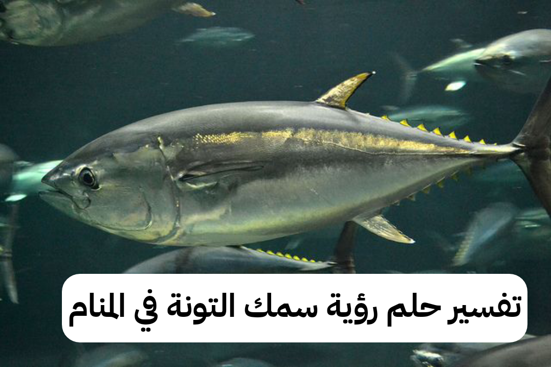 تفسير حلم رؤية سمك التونة في المنام