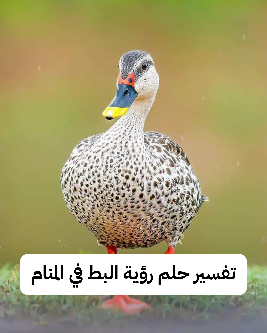 تفسير حلم رؤية البط في المنام لابن سيرين