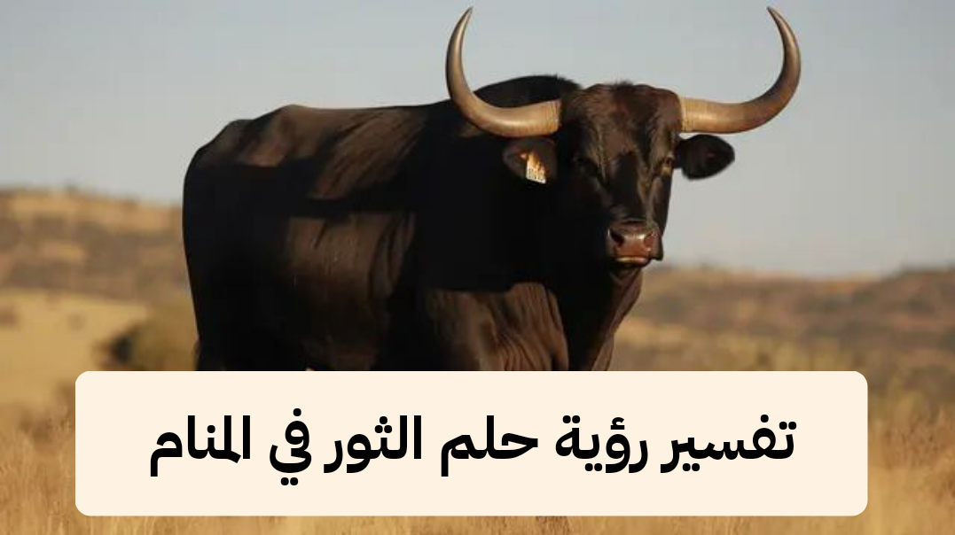 تفسير رؤية حلم الثور في المنام .. شفاء ونجاه من مصيبة