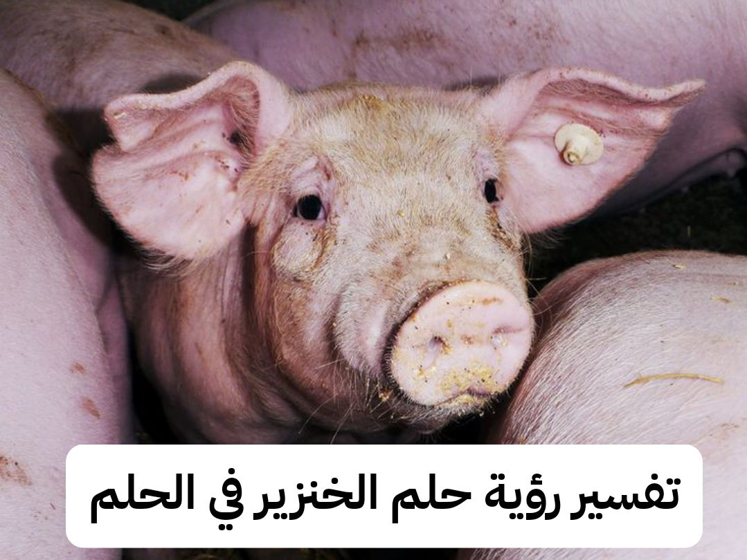 تفسير رؤية حلم الخنزير في الحلم .. خلاص من الذنوب ومال حرام