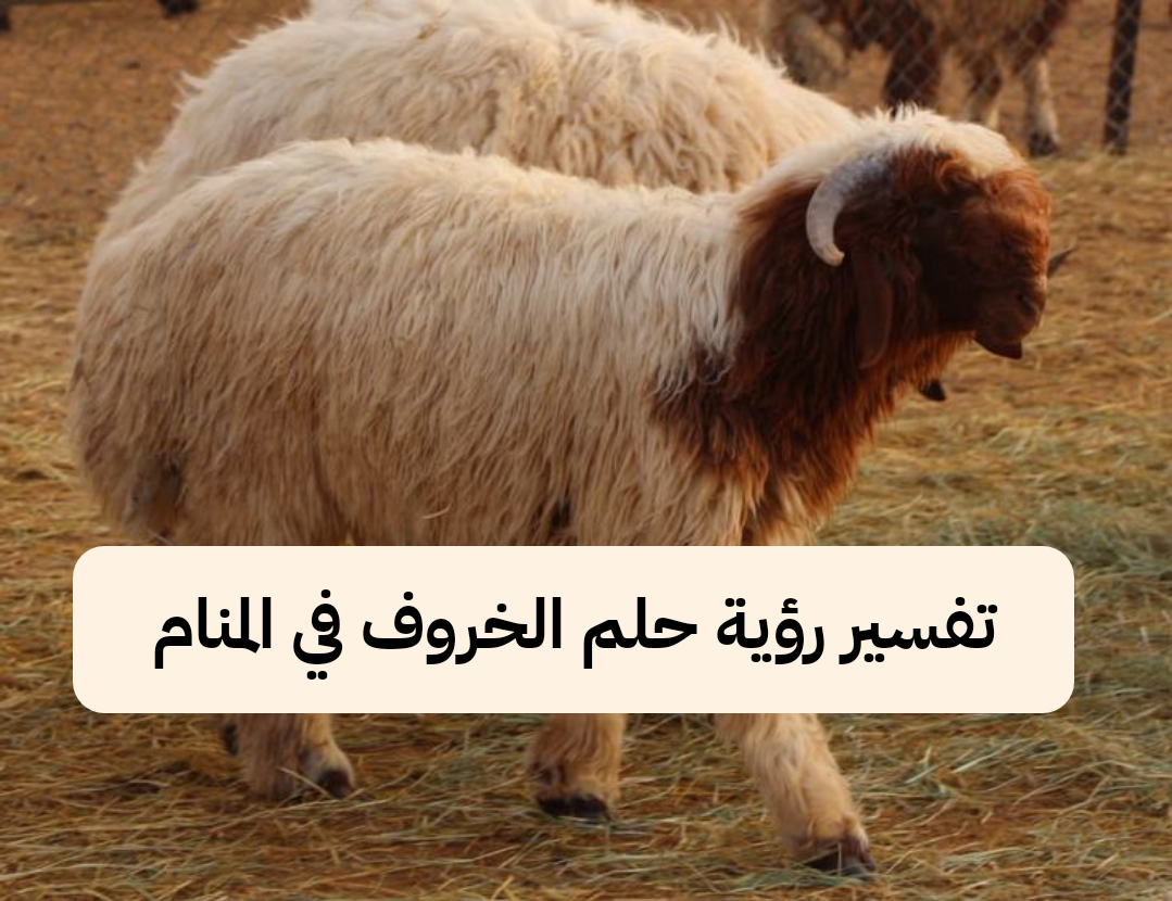 تفسير رؤية حلم الخروف في المنام .. حظ وعقبات