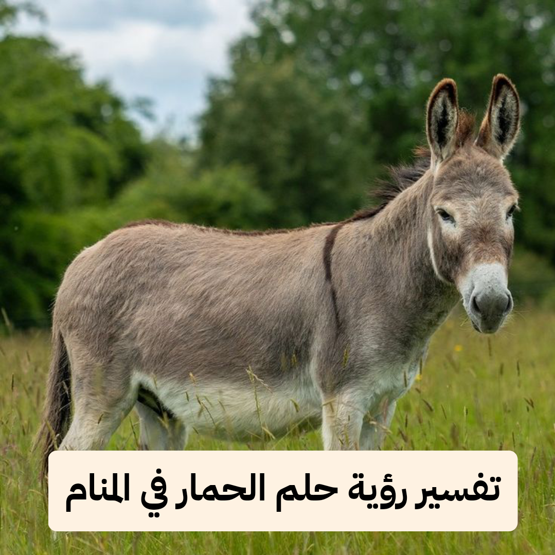 تفسير رؤية حلم الحمار في المنام لابن سيرين .. زواج قريب وأزمات مالية