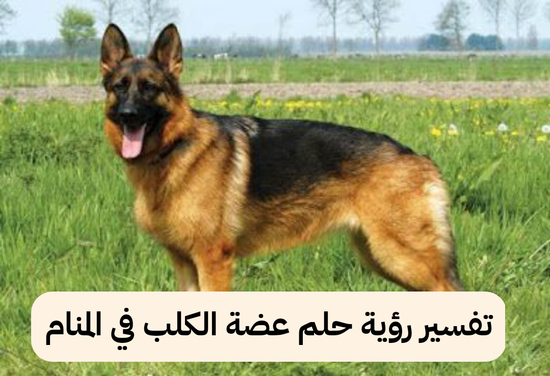 تفسير رؤية حلم عضة الكلب في المنام .. إتساع في الرزق وترك عمل