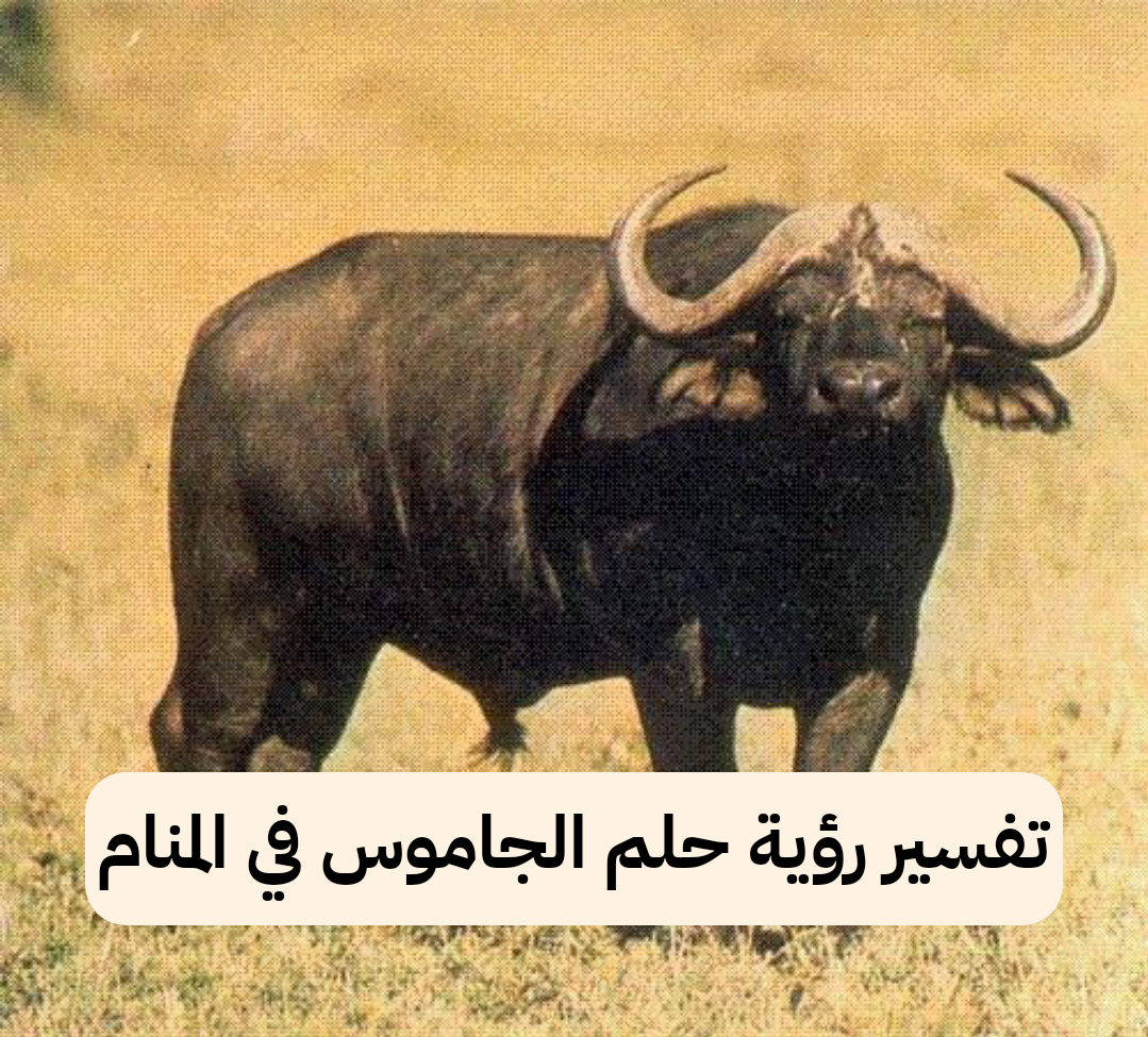 تفسير رؤية حلم الجاموس في المنام .. حمل قريب وإنتهاء الأحزان