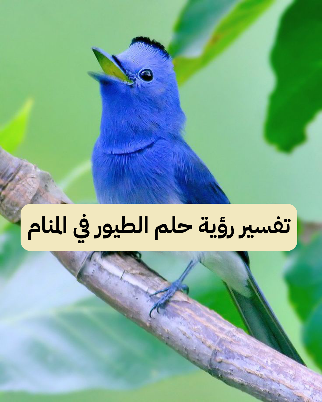 تفسير رؤية حلم الطيور في المنام .. إتساع الرزق وإنجاب بنت