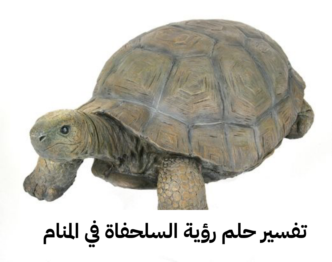 تفسير حلم رؤية السلحفاة في المنام