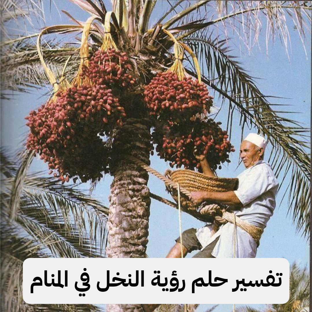 تفسير حلم رؤية النخل في المنام للمرأة وللرجل