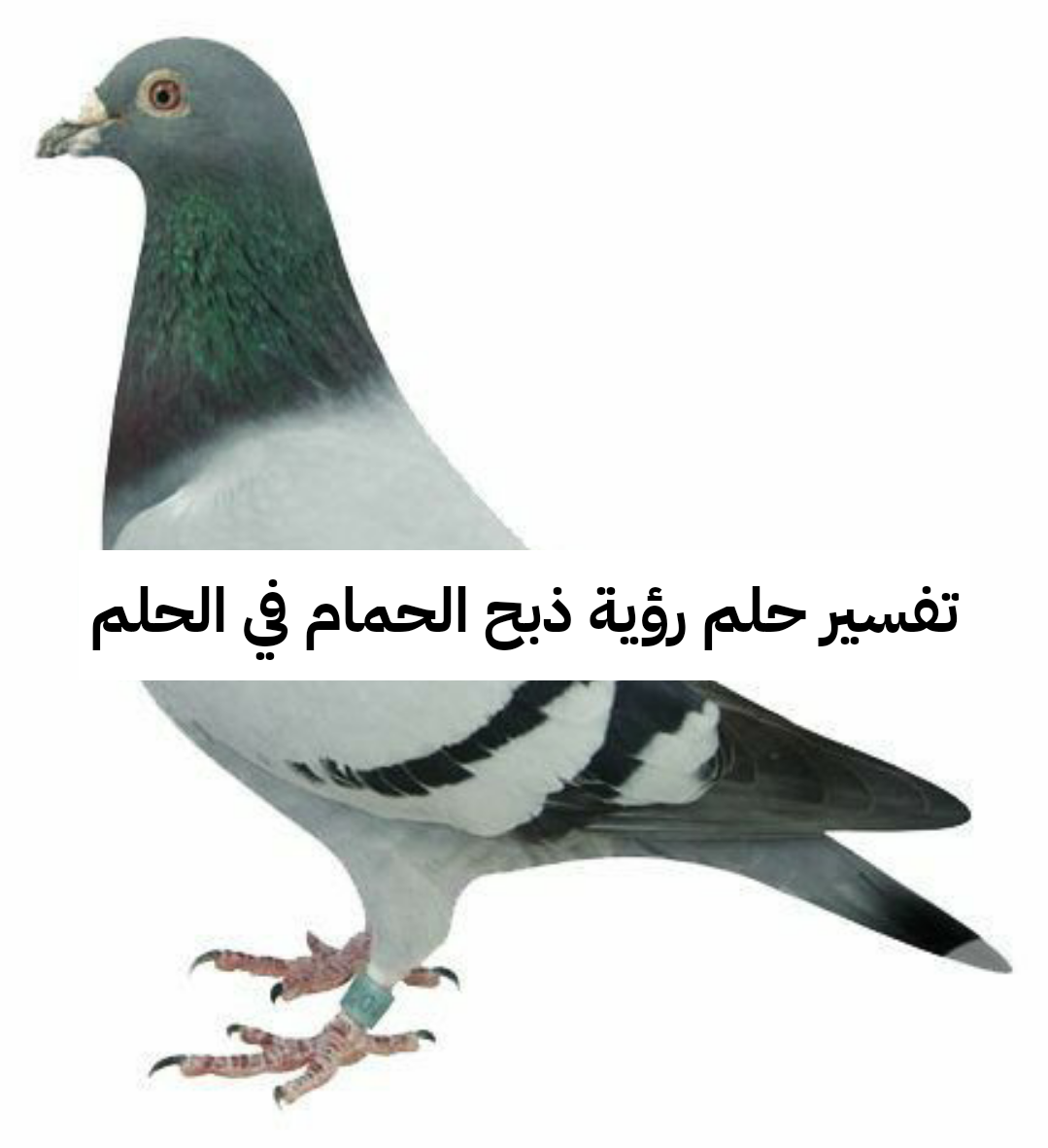 تفسير حلم رؤية ذبح الحمام في الحلم لابن سيرين