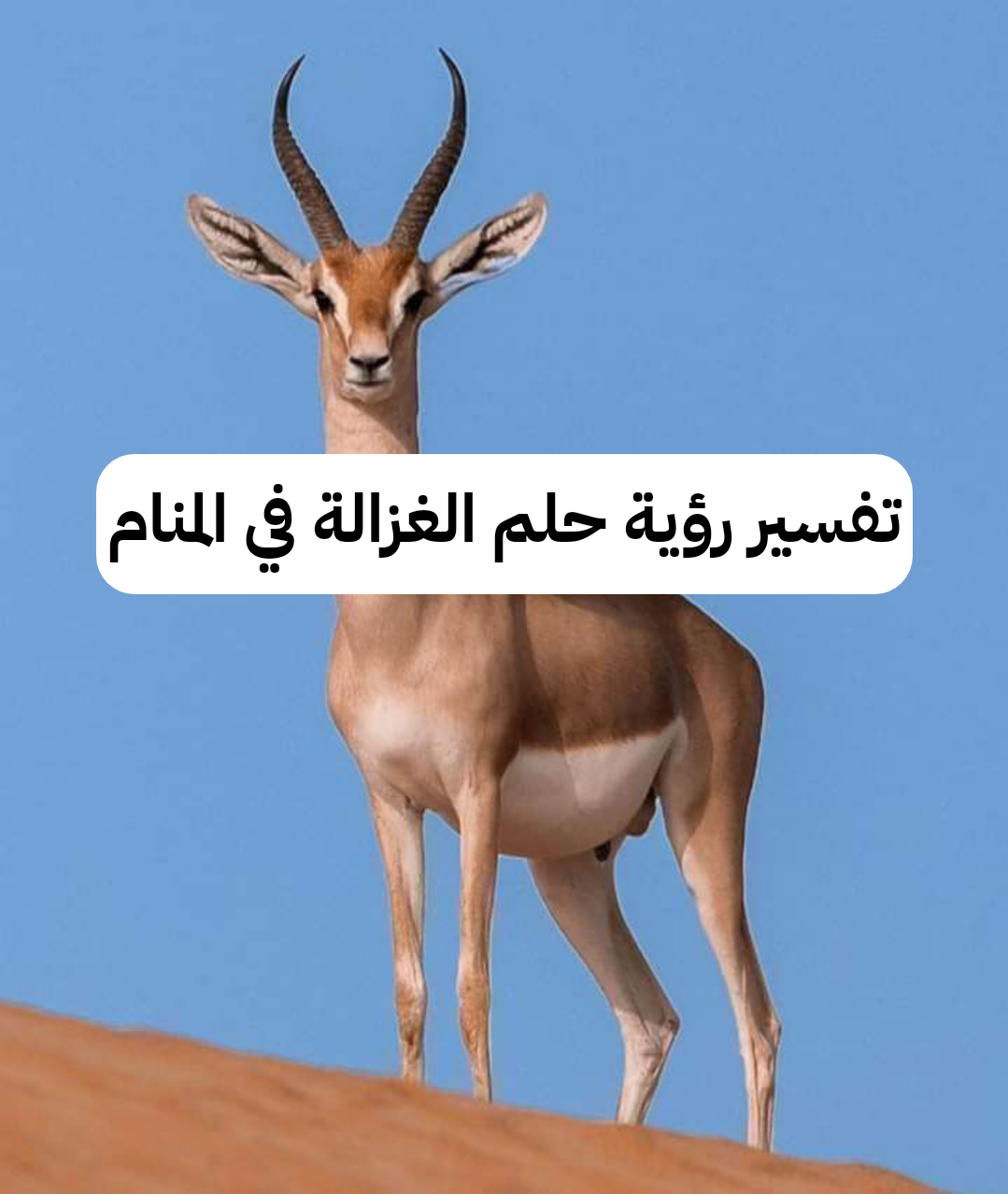 تفسير رؤية حلم الغزالة في المنام .. نجاه وخساره في المشاريع