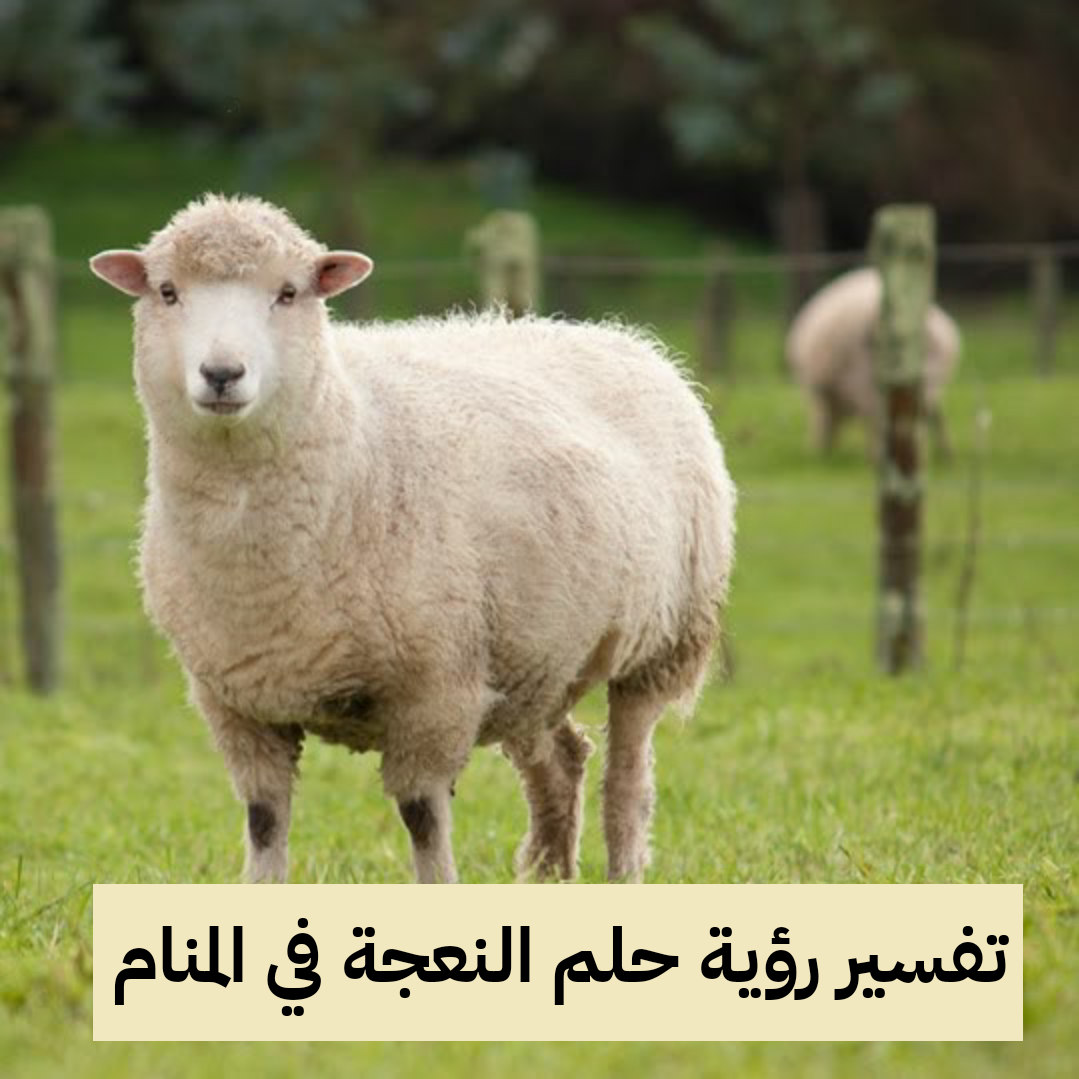 تفسير رؤية حلم النعجة في المنام .. زواج وولادة قريبة