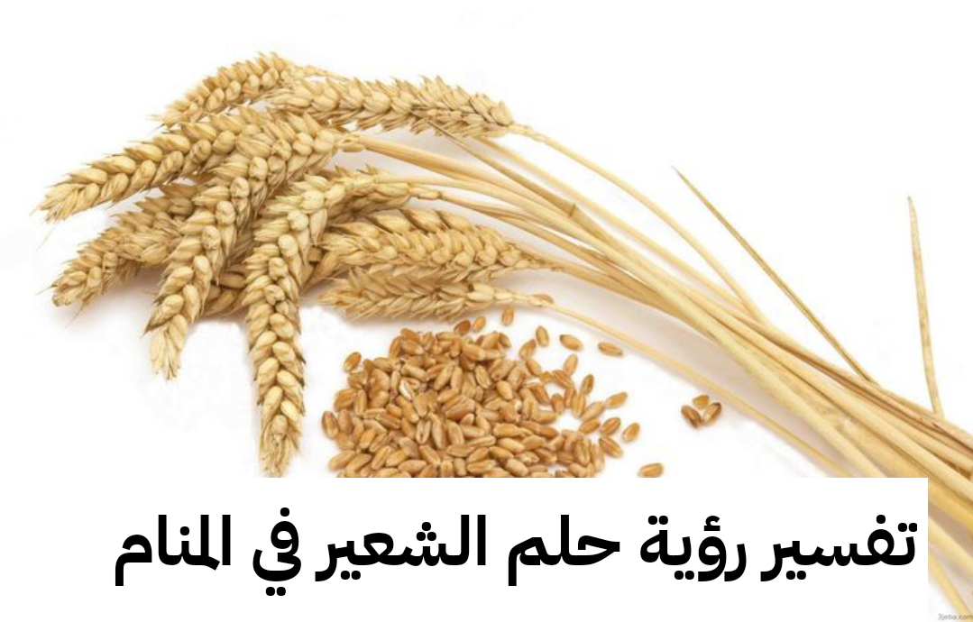 تفسير رؤية حلم الشعير في المنام .. السمعة وبشرى بمولود ذكر