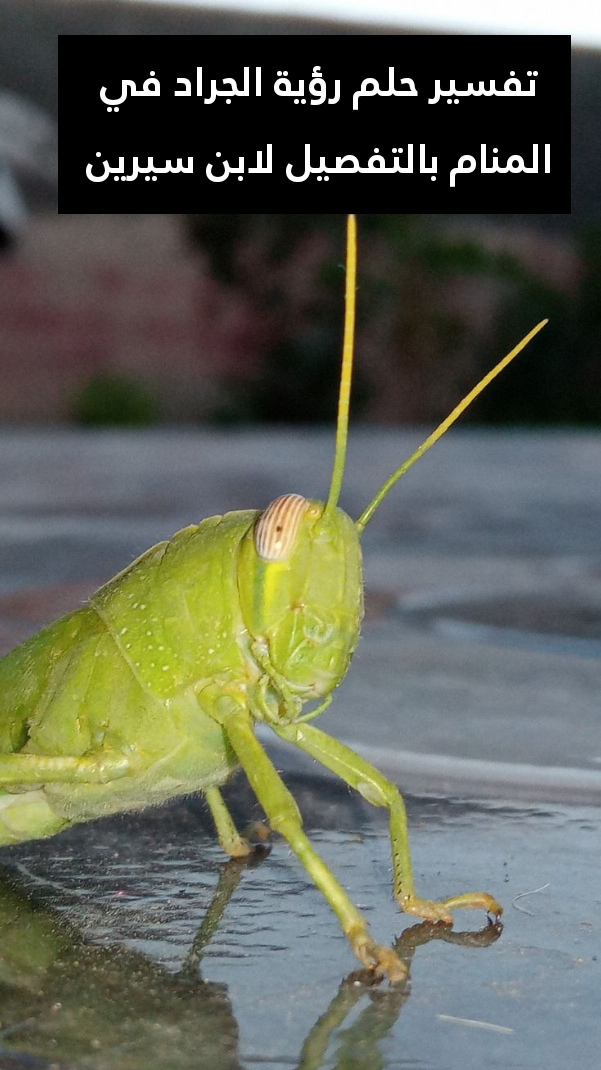 تفسير حلم رؤية الجراد في المنام بالتفصيل لابن سيرين