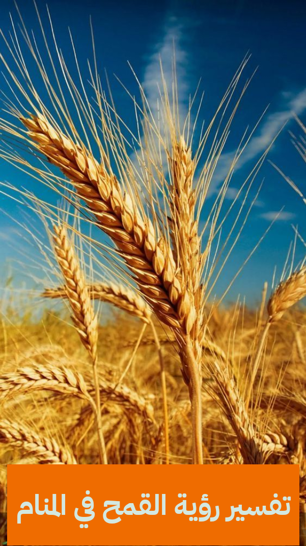 تفسير رؤية القمح في المنام