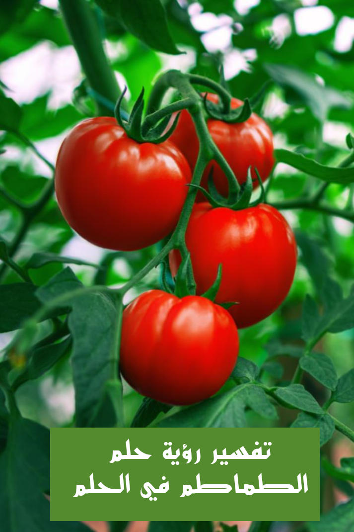 تفسير رؤية حلم الطماطم في الحلم