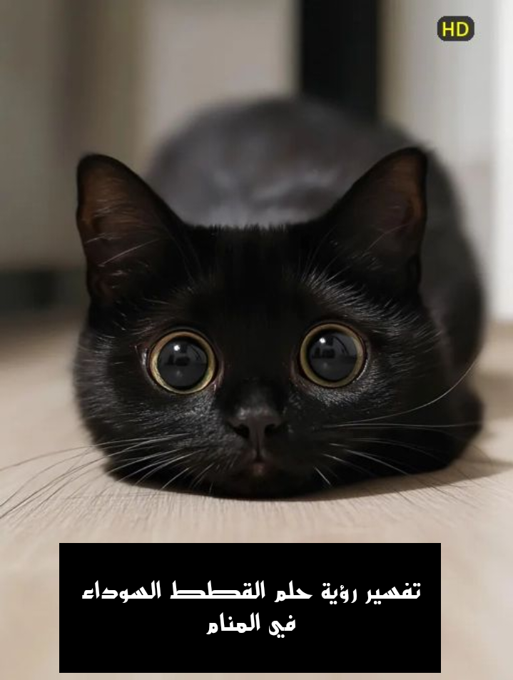 تفسير رؤية حلم القطط السوداء في المنام
