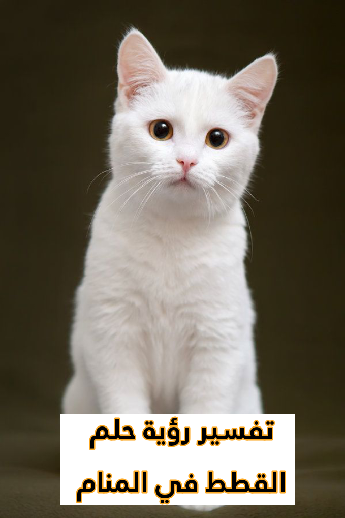 تفسير رؤية حلم القطط في المنام
