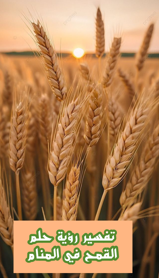 تفسير رؤية حلم القمح في المنام