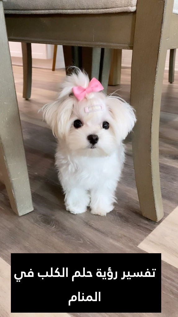 تفسير رؤية حلم الكلب في المنام