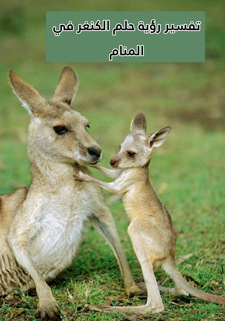 تفسير رؤية حلم الكنغر في المنام