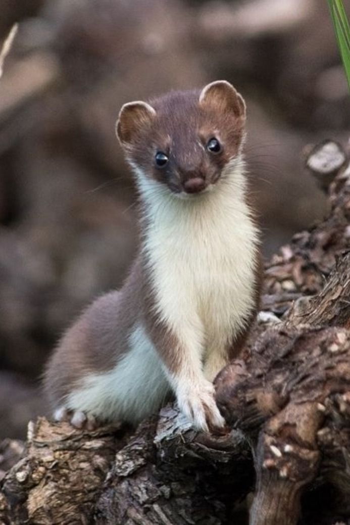 تفسير حلم العرسة في المنام