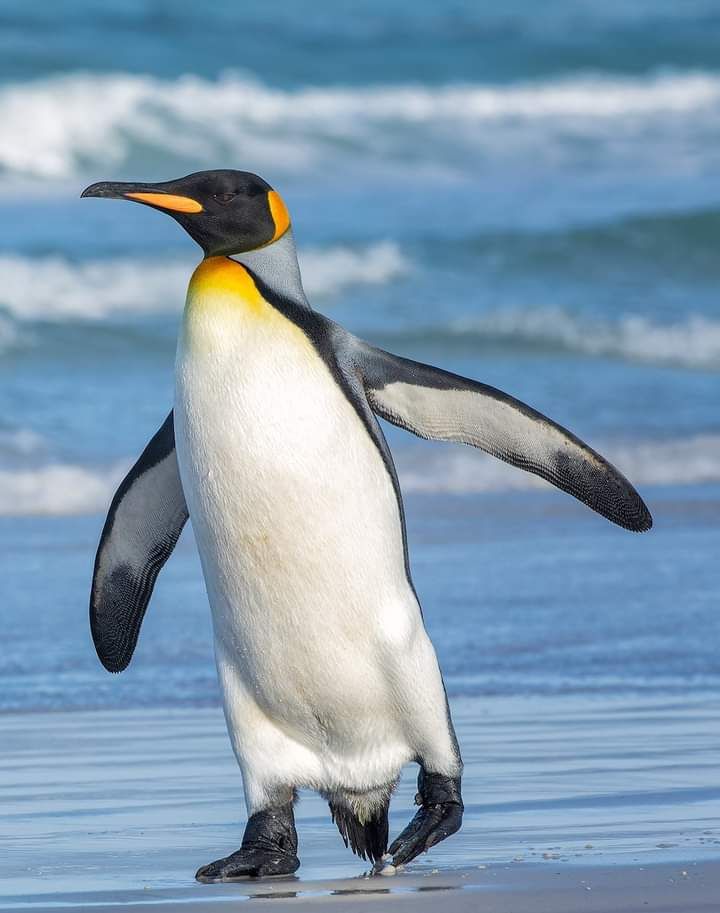 تفسير رؤية البطريق في المنام