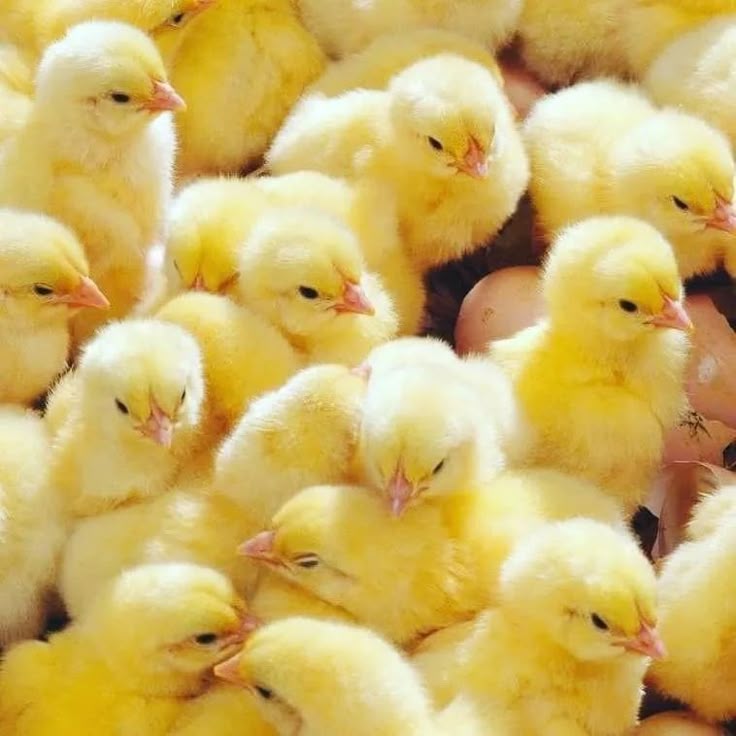 تفسير رؤية الكتاكيت في المنام