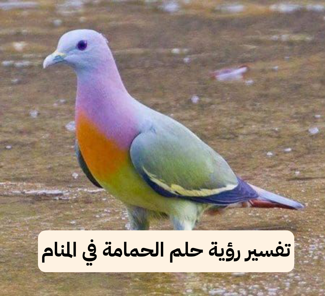 تفسير رؤية حلم الحمامة في المنام