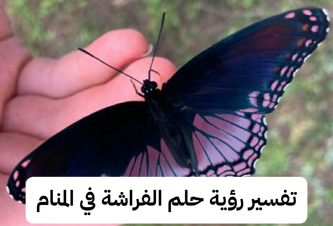 تفسير رؤية حلم الفراشة في المنام لابن سيرين