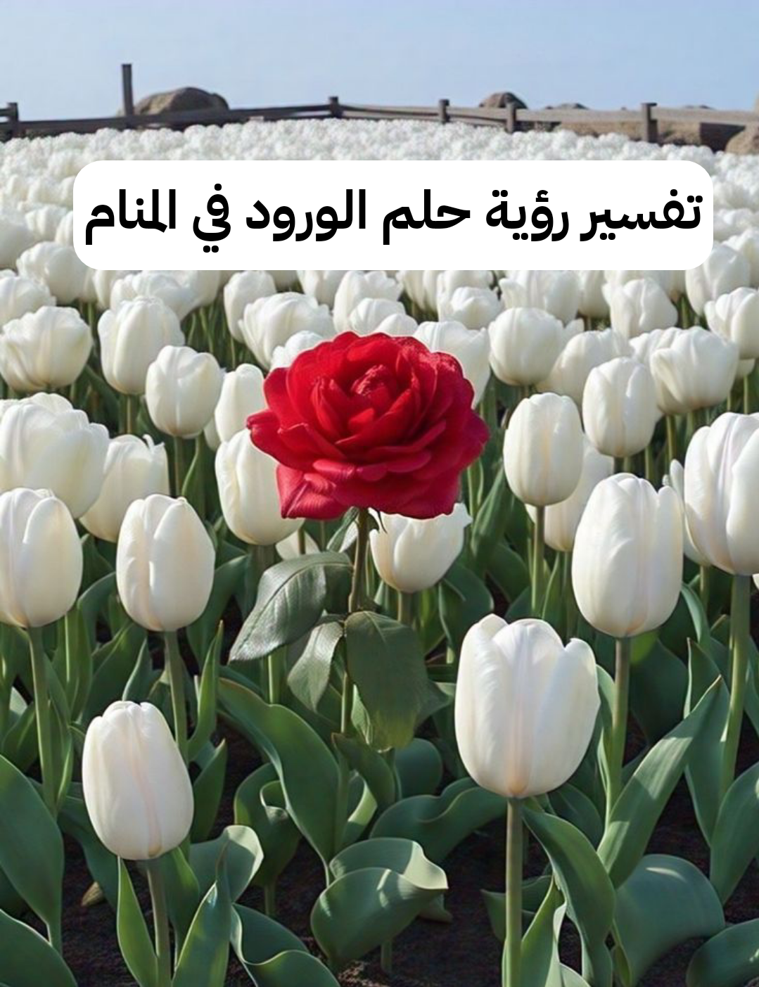 تفسير رؤية حلم الورود في المنام