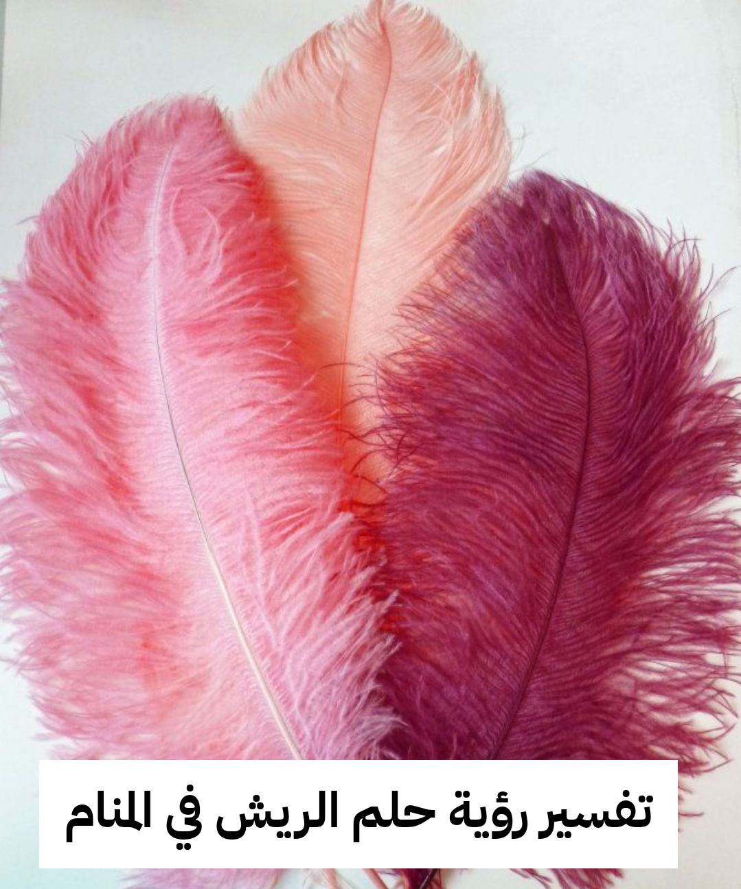 تفسير رؤية حلم الريش في المنام .. إنجاب بنت وترقية في العمل