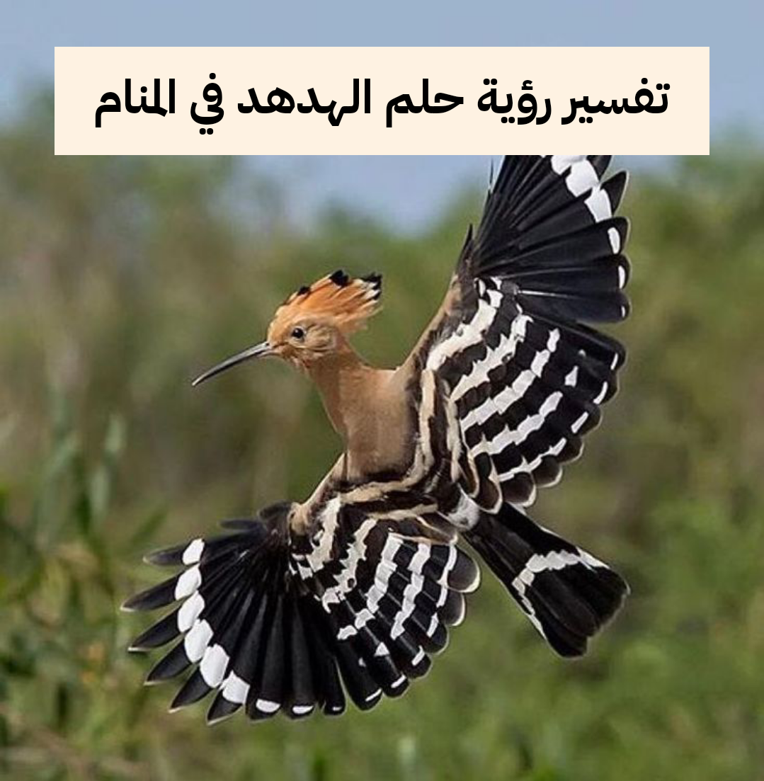 تفسير رؤية حلم الهدهد في المنام لابن سيرين .. حكمة وزوال هم