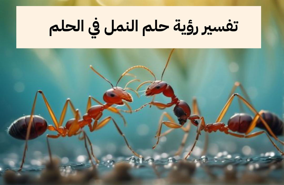 تفسير رؤية حلم النمل في الحلم للعزباء وللمتزوجة