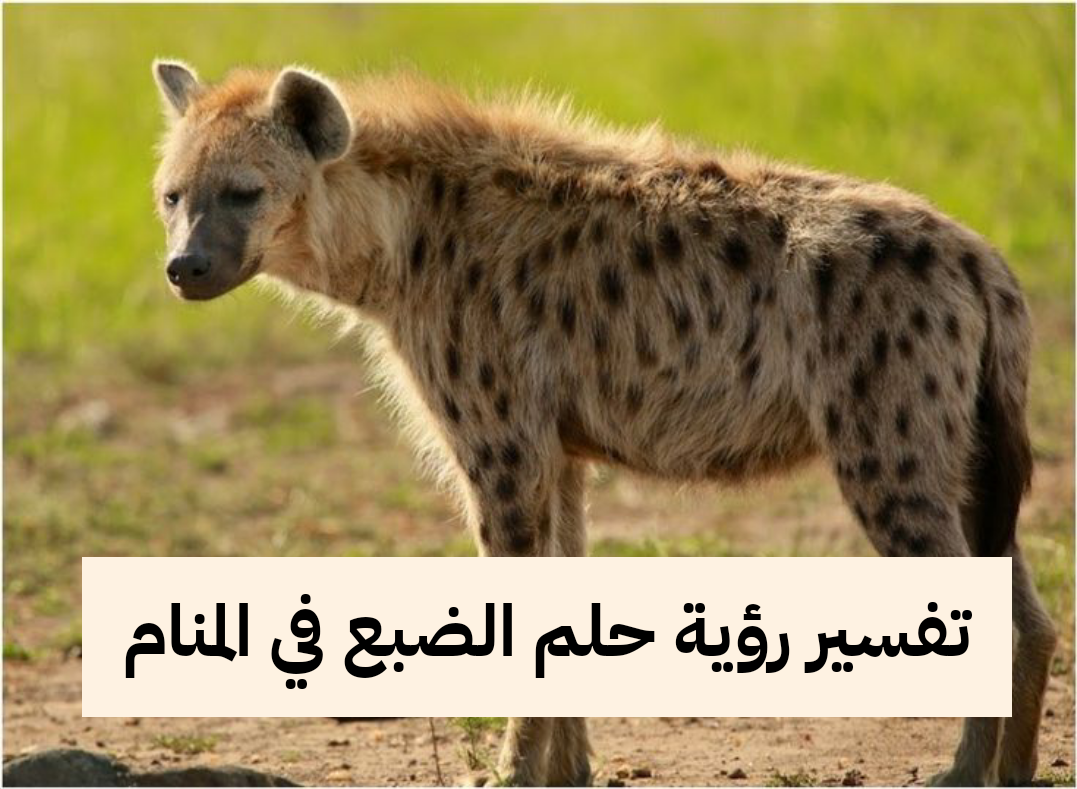 تفسير رؤية حلم الضبع في المنام .. إنذار بالتوبة ومشاكل زوجية