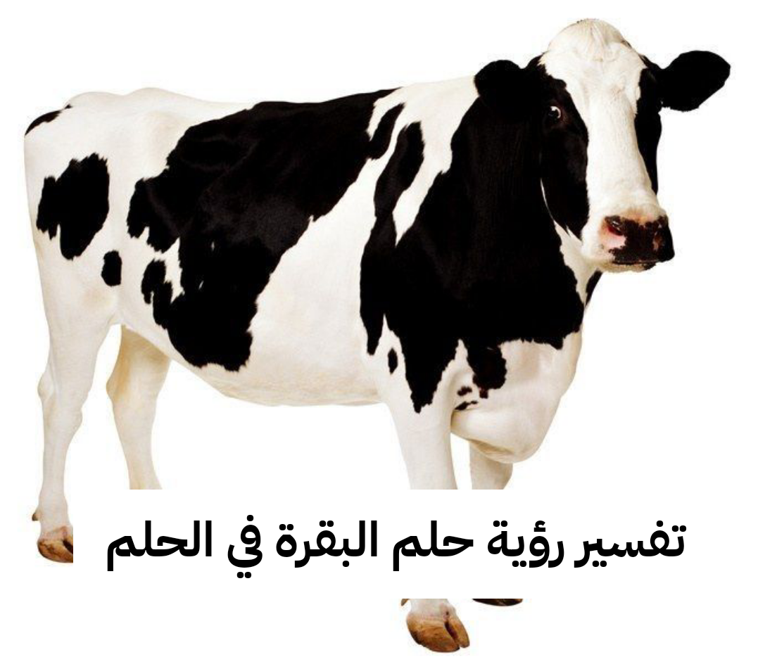 تفسير رؤية حلم البقرة في الحلم .. شفاء وخطوبة قريبة