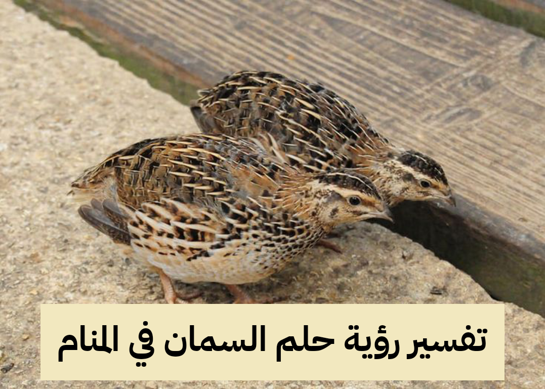 تفسير رؤية حلم السمان في المنام .. مكاسب مالية وزوال الهموم