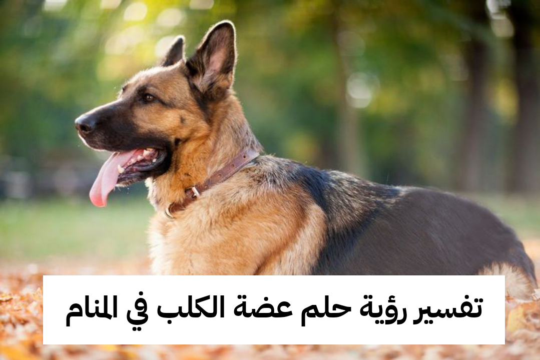 تفسير رؤية حلم عضة الكلب في المنام .. حادث وإرتكاب معاصي