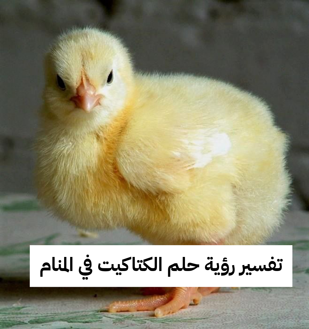 تفسير رؤية حلم الكتاكيت في المنام .. زواج وأولاد كثيرة