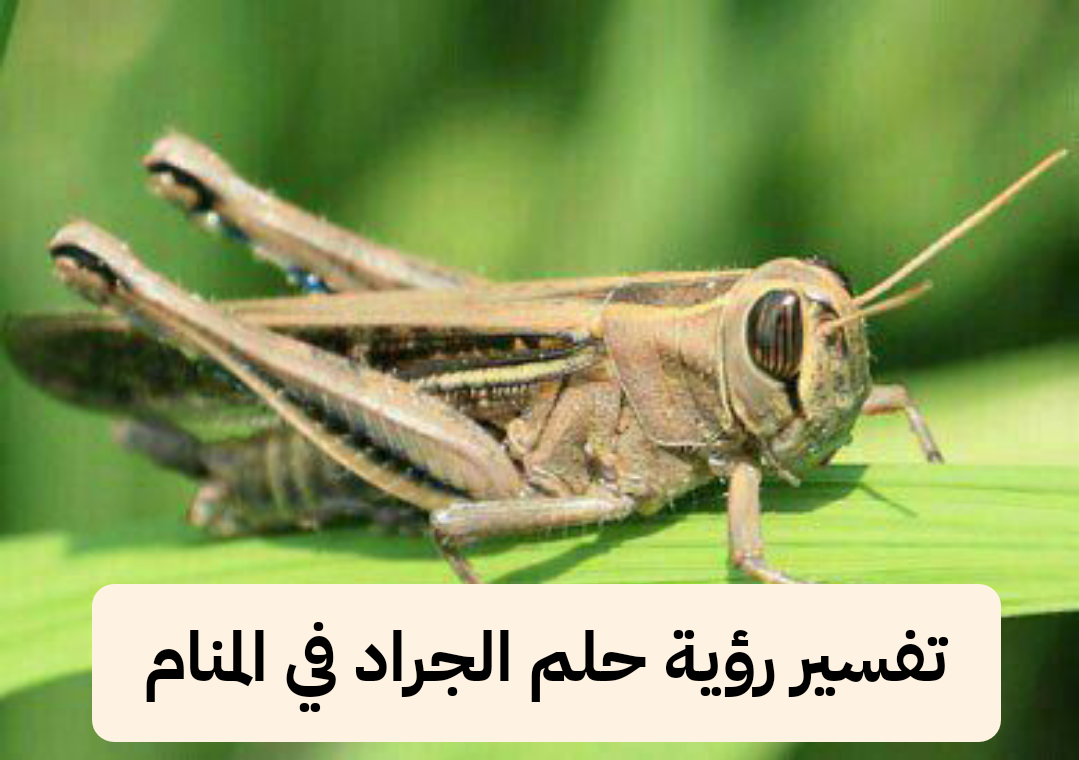 تفسير رؤية حلم الجراد في المنام لابن سيرين .. أزمات مالية وخداع