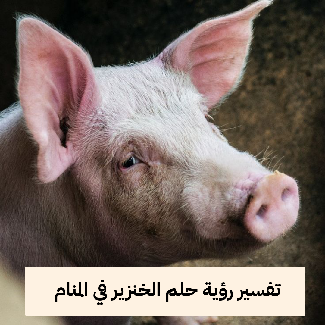 تفسير رؤية حلم الخنزير في المنام للمرأة والرجل .. مال حرام وزواج قريب