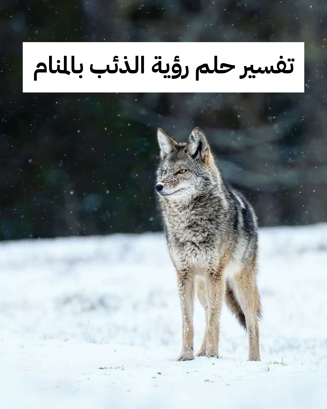 تفسير حلم رؤية الذئب بالمنام لابن سيرين