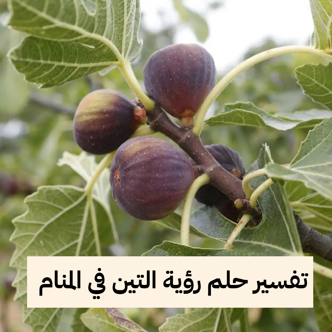 تفسير حلم رؤية التين في المنام للنابلسي