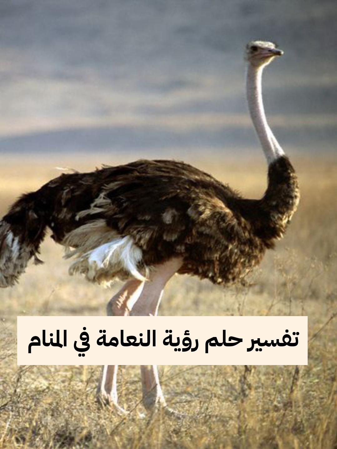 تفسير حلم رؤية النعامة في المنام