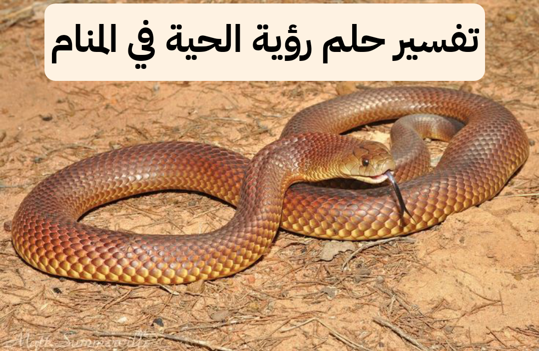 تفسير حلم رؤية الحية في المنام لابن سيرين