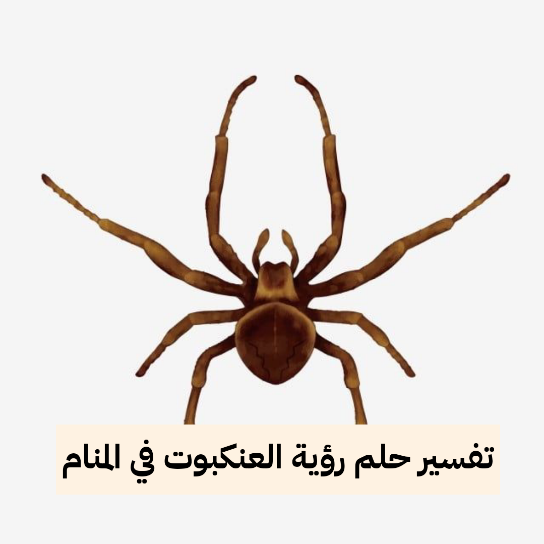 تفسير حلم رؤية العنكبوت في المنام لابن سيرين