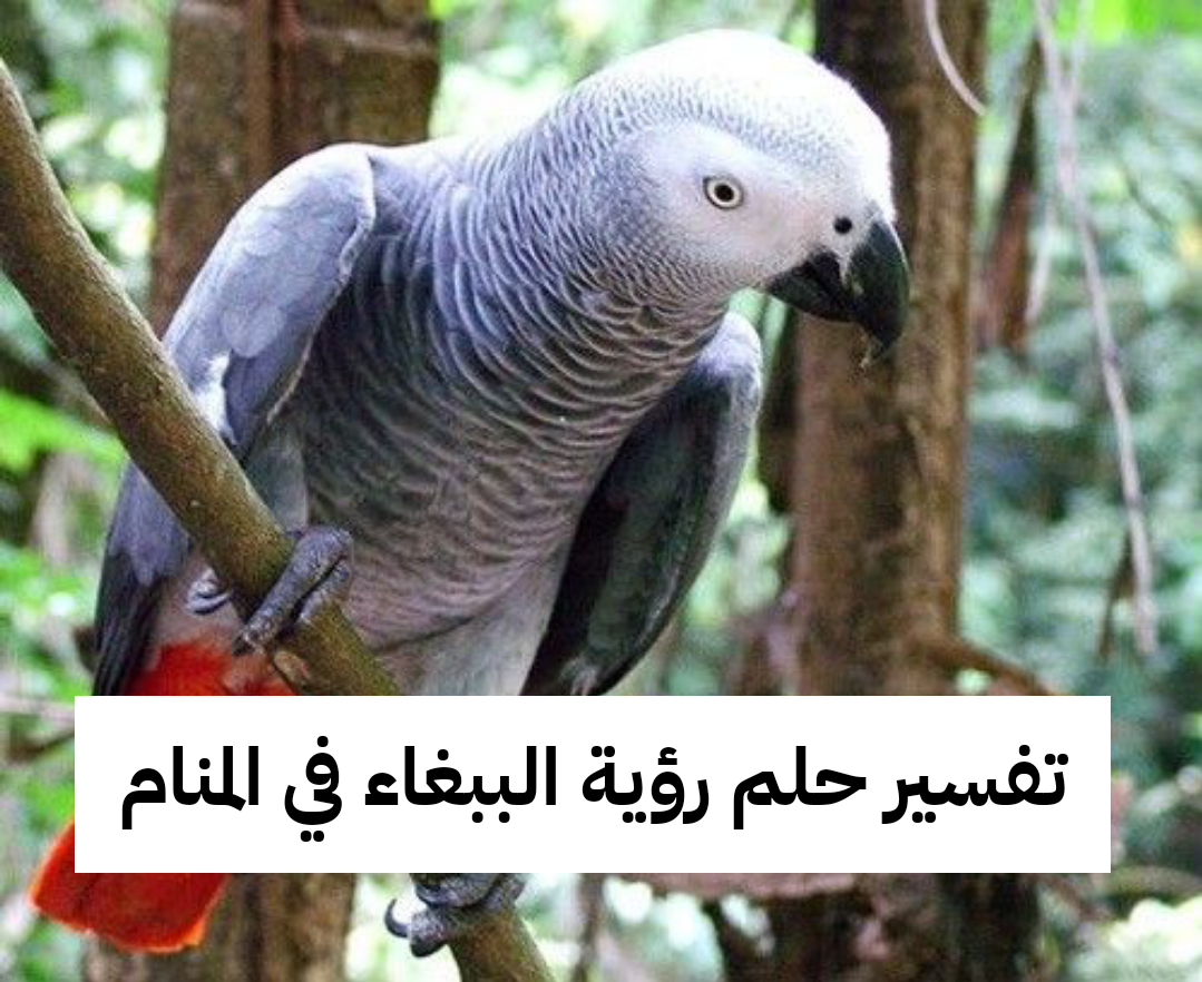 تفسير حلم رؤية الببغاء في المنام بالتفصيل