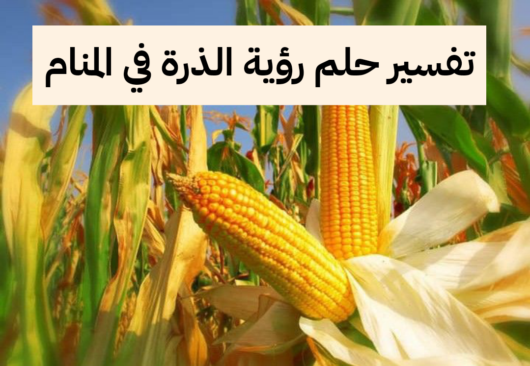 تفسير حلم رؤية الذرة في المنام لابن سيرين