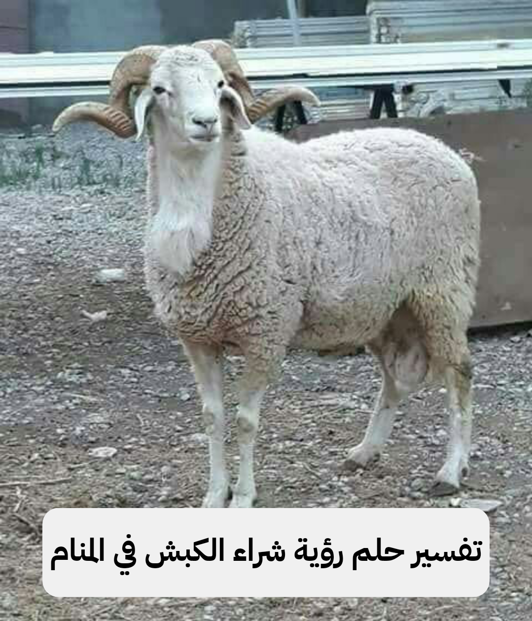 تفسير حلم رؤية شراء الكبش في المنام